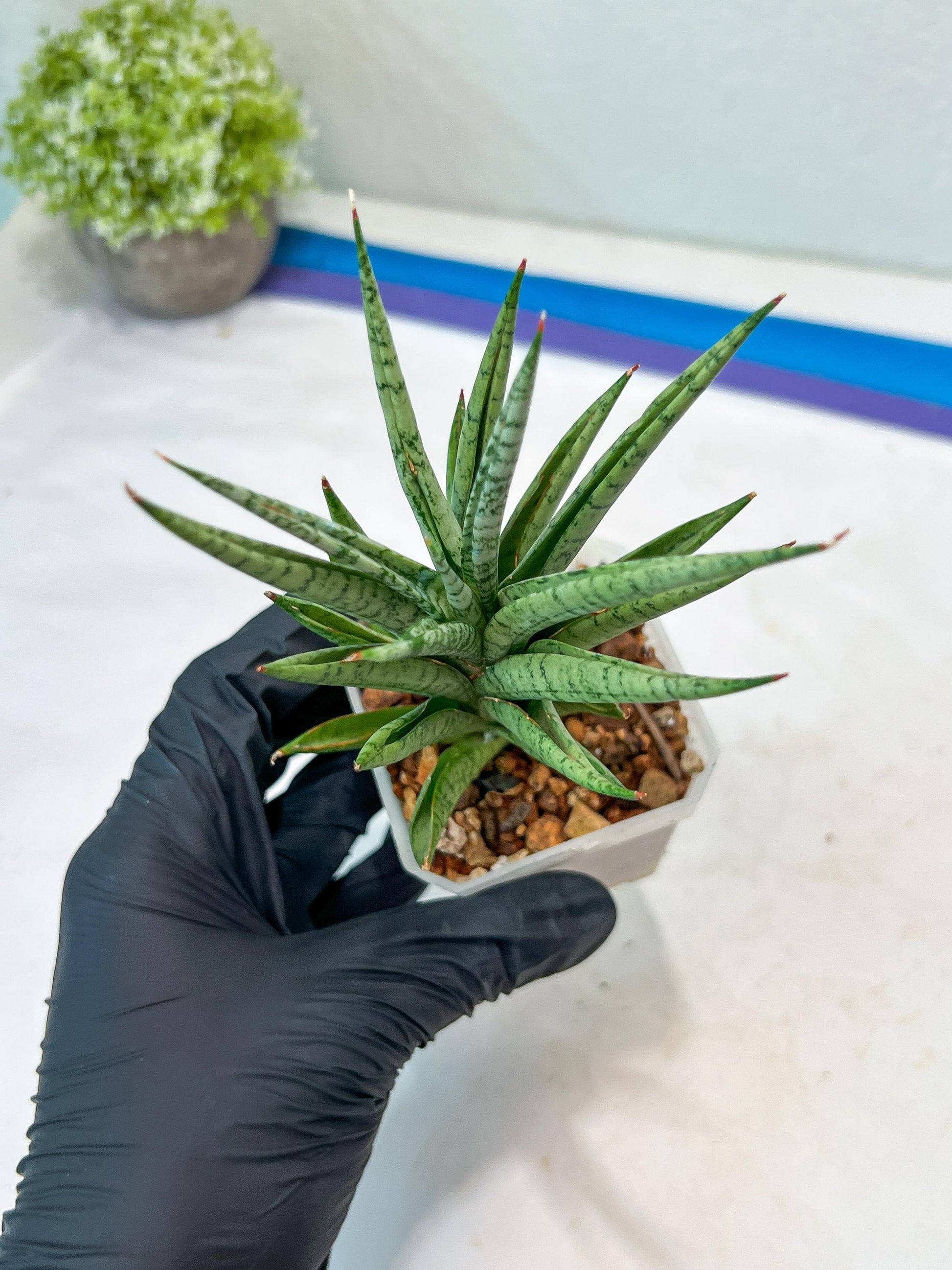 Sansevieria Epine Verte (#AC27) | Rare Exotic Flora