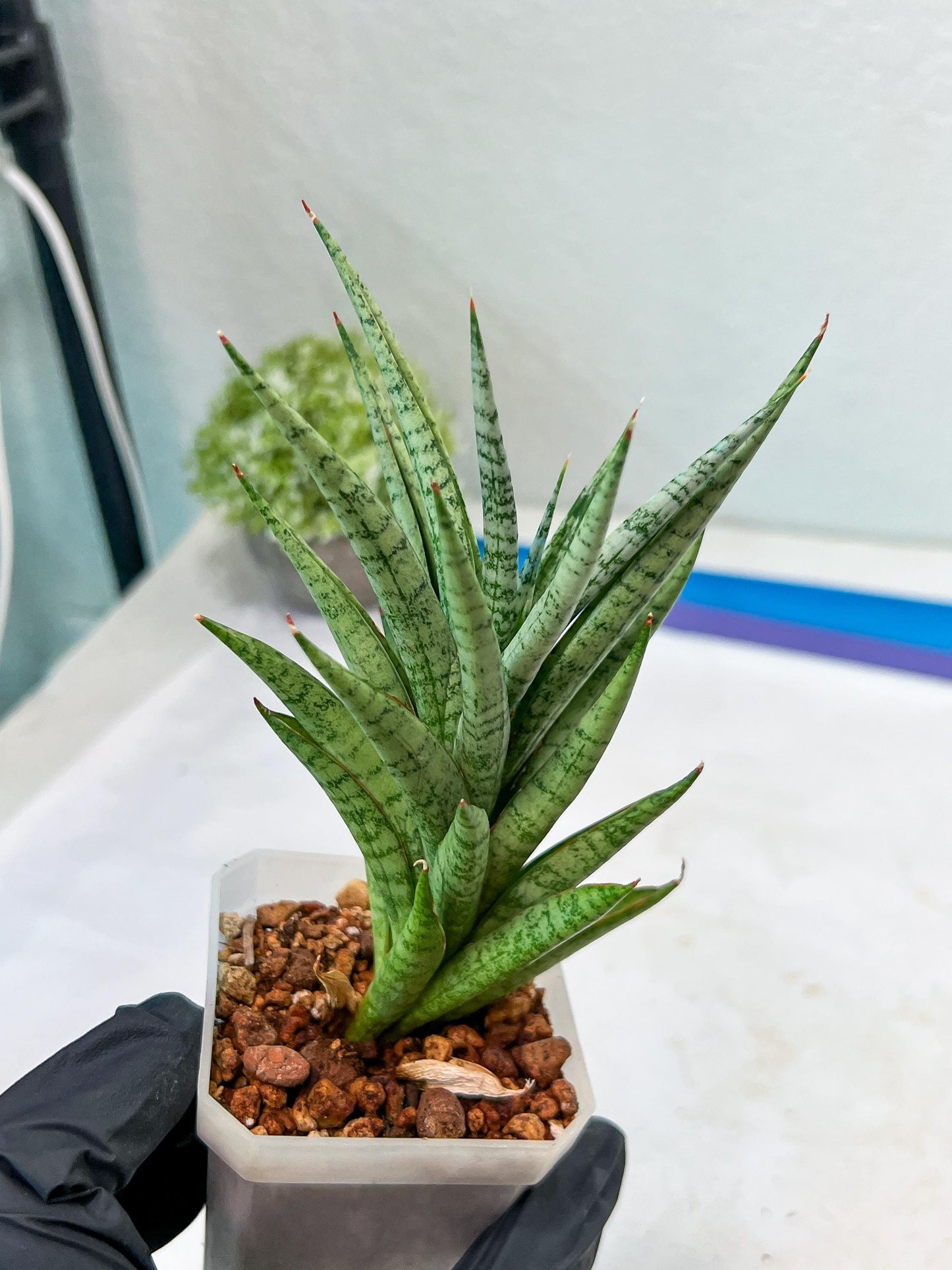 Sansevieria Epine Verte (#AC27) | Rare Exotic Flora