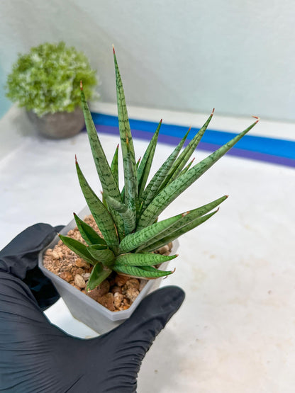 Sansevieria Epine Verte (#AC27) | Rare Exotic Flora