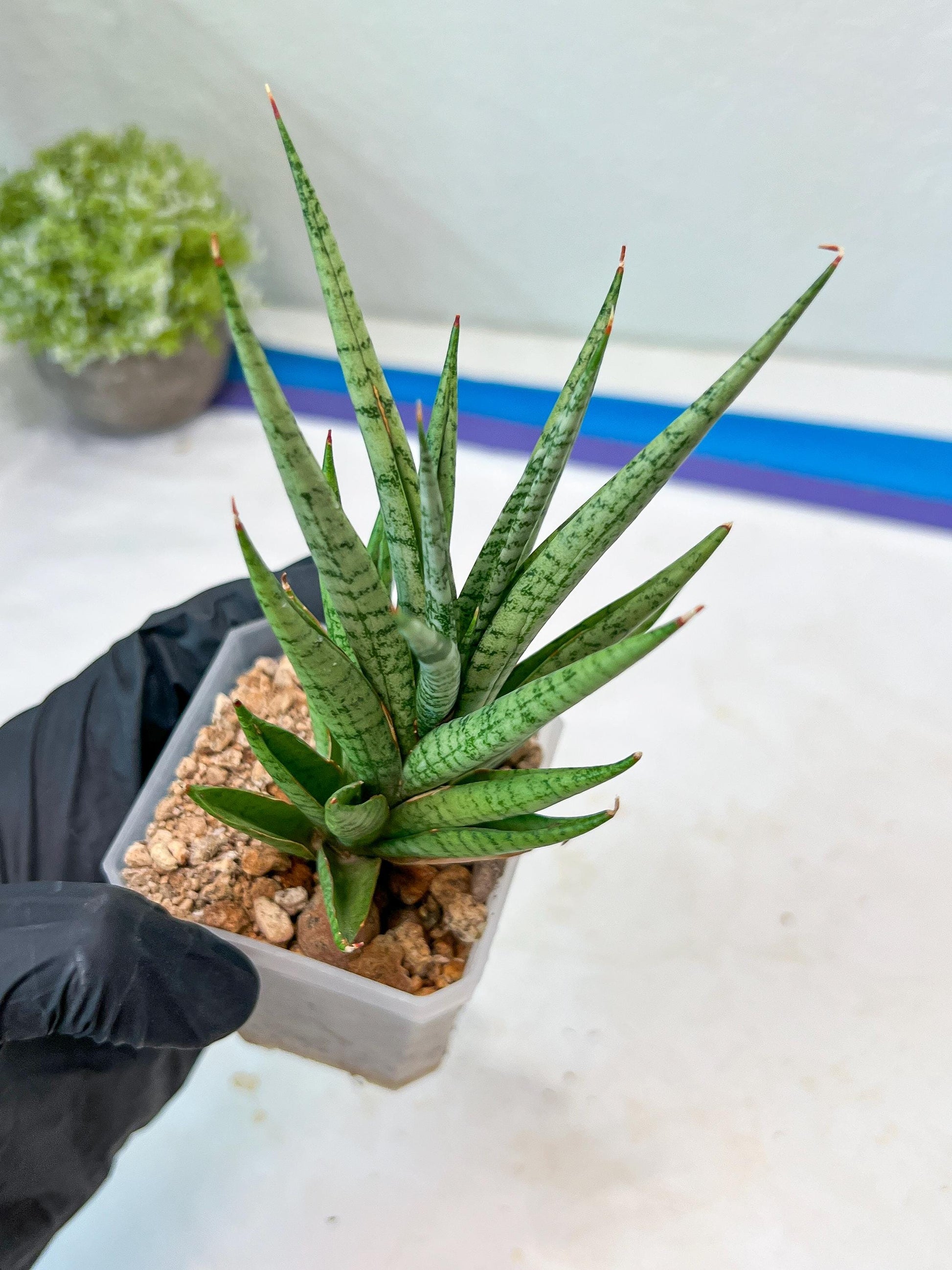 Sansevieria Epine Verte (#AC27) | Rare Exotic Flora