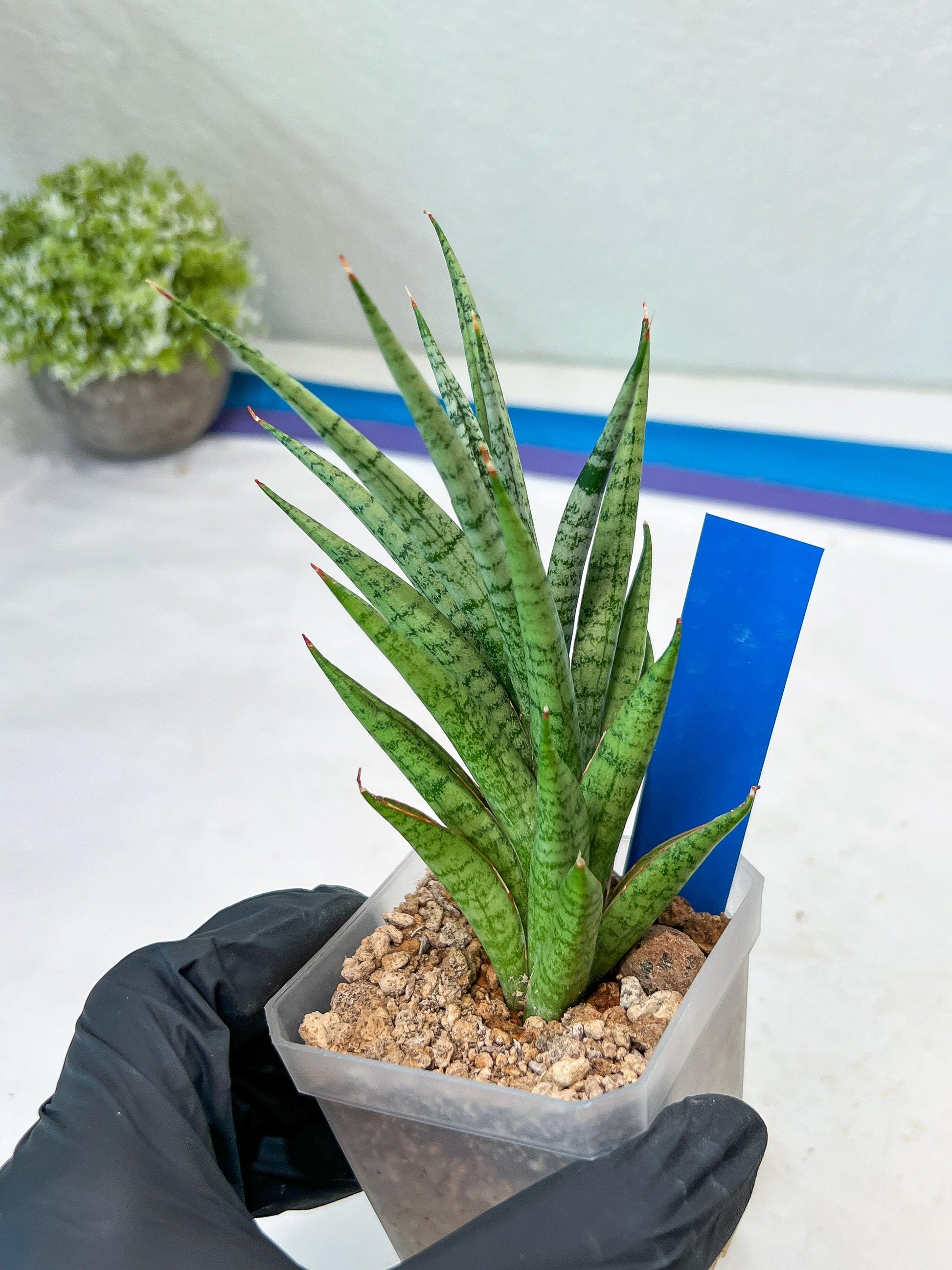 Sansevieria Epine Verte (#AC27) | Rare Exotic Flora