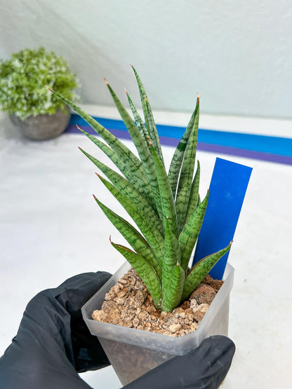 Sansevieria Epine Verte (#AC27) | Rare Exotic Flora