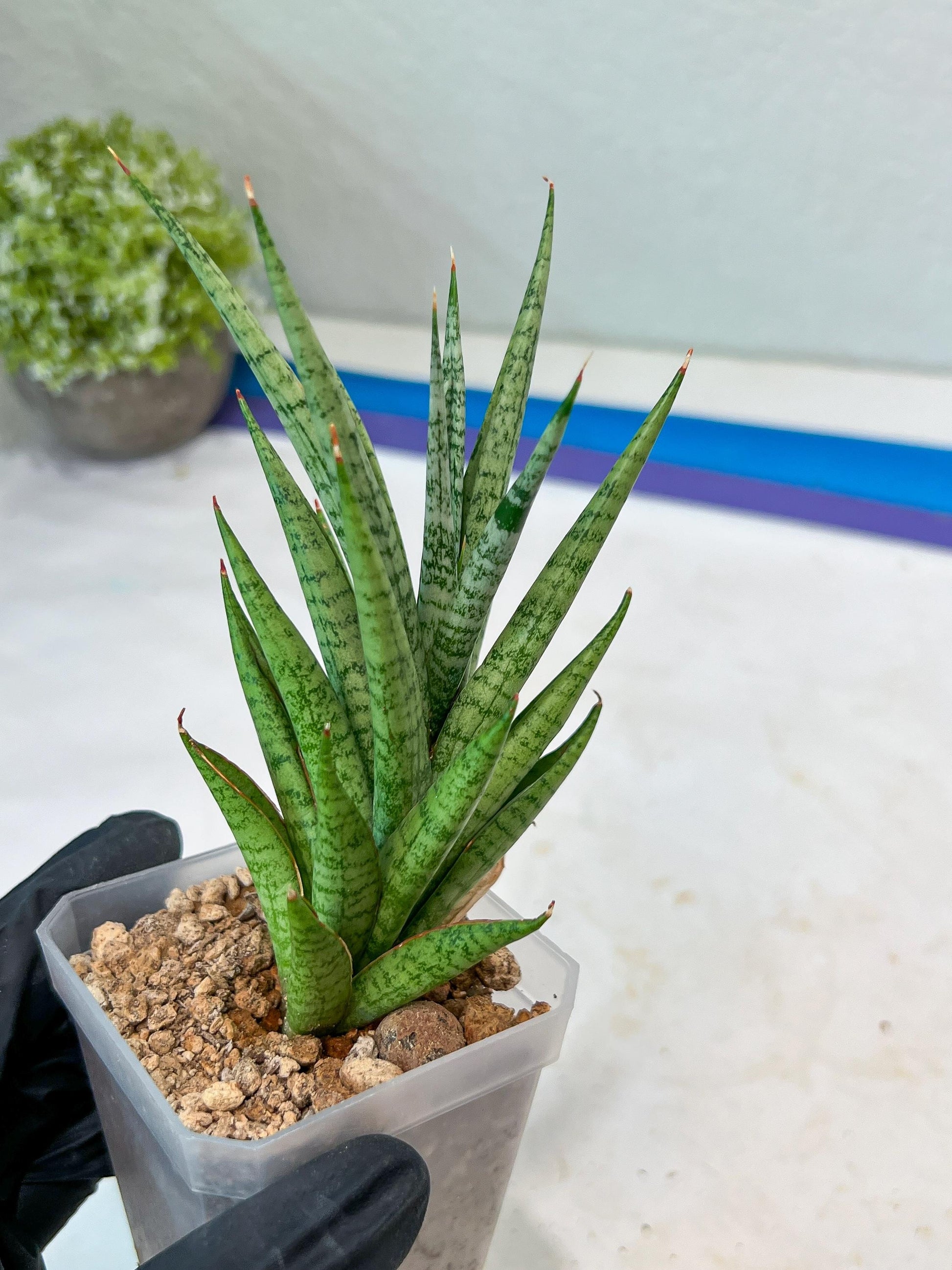 Sansevieria Epine Verte (#AC27) | Rare Exotic Flora