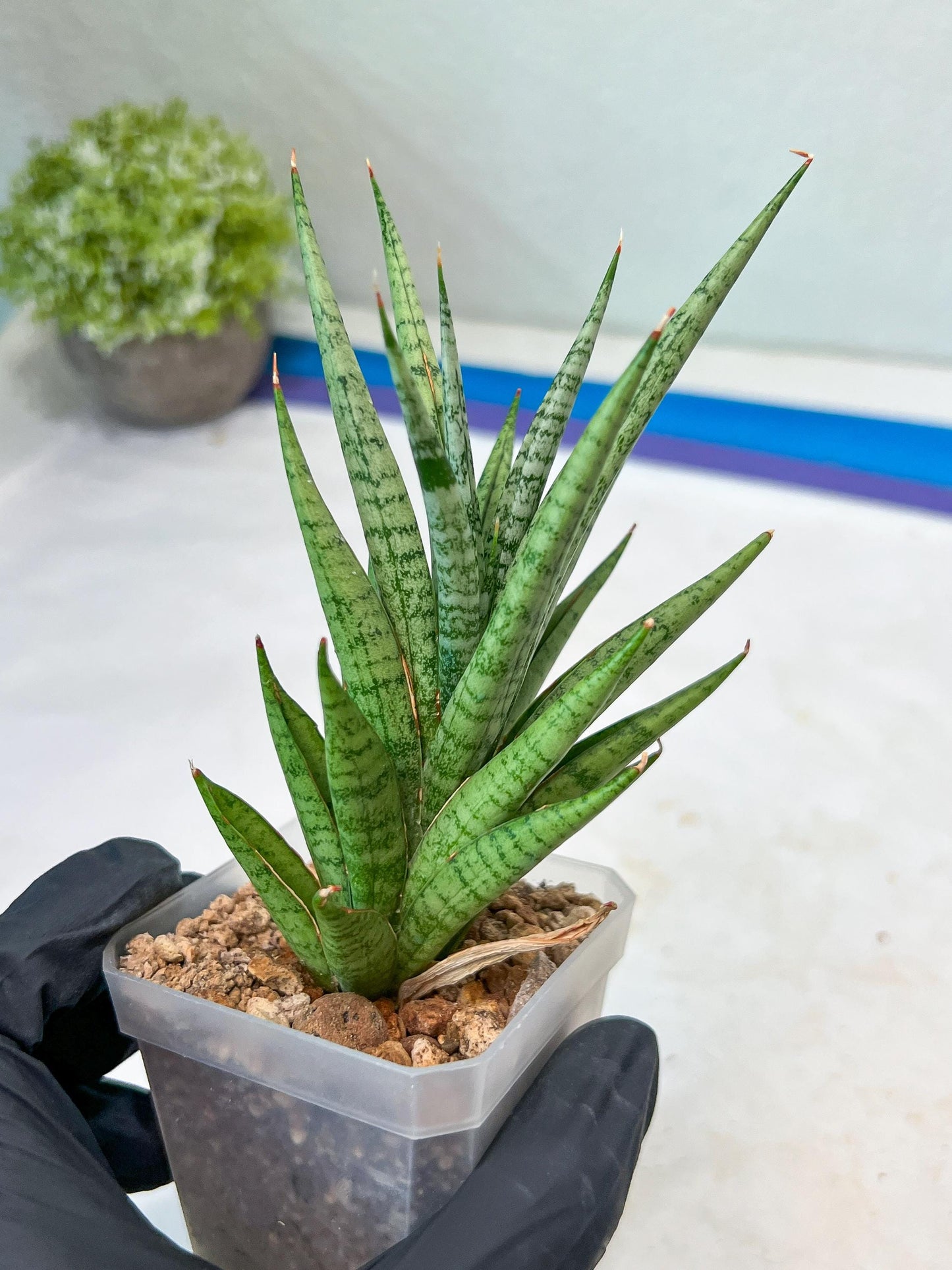 Sansevieria Epine Verte (#AC27) | Rare Exotic Flora