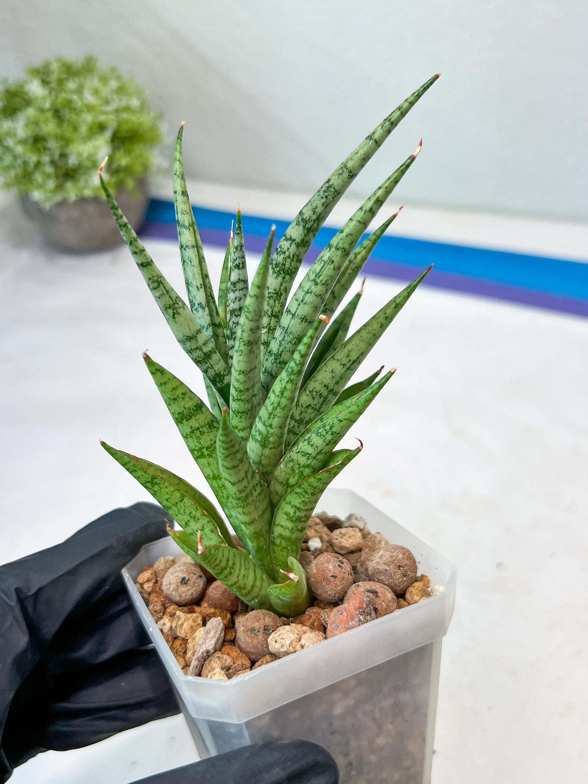 Sansevieria Epine Verte (#AC27) | Rare Exotic Flora