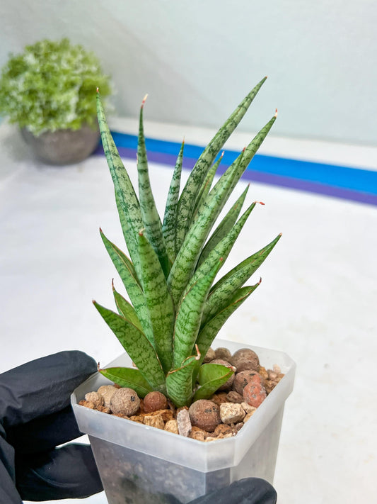 Sansevieria Epine Verte (#AC27) | Rare Exotic Flora