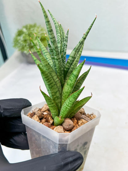 Sansevieria Epine Verte (#AC27) | Rare Exotic Flora