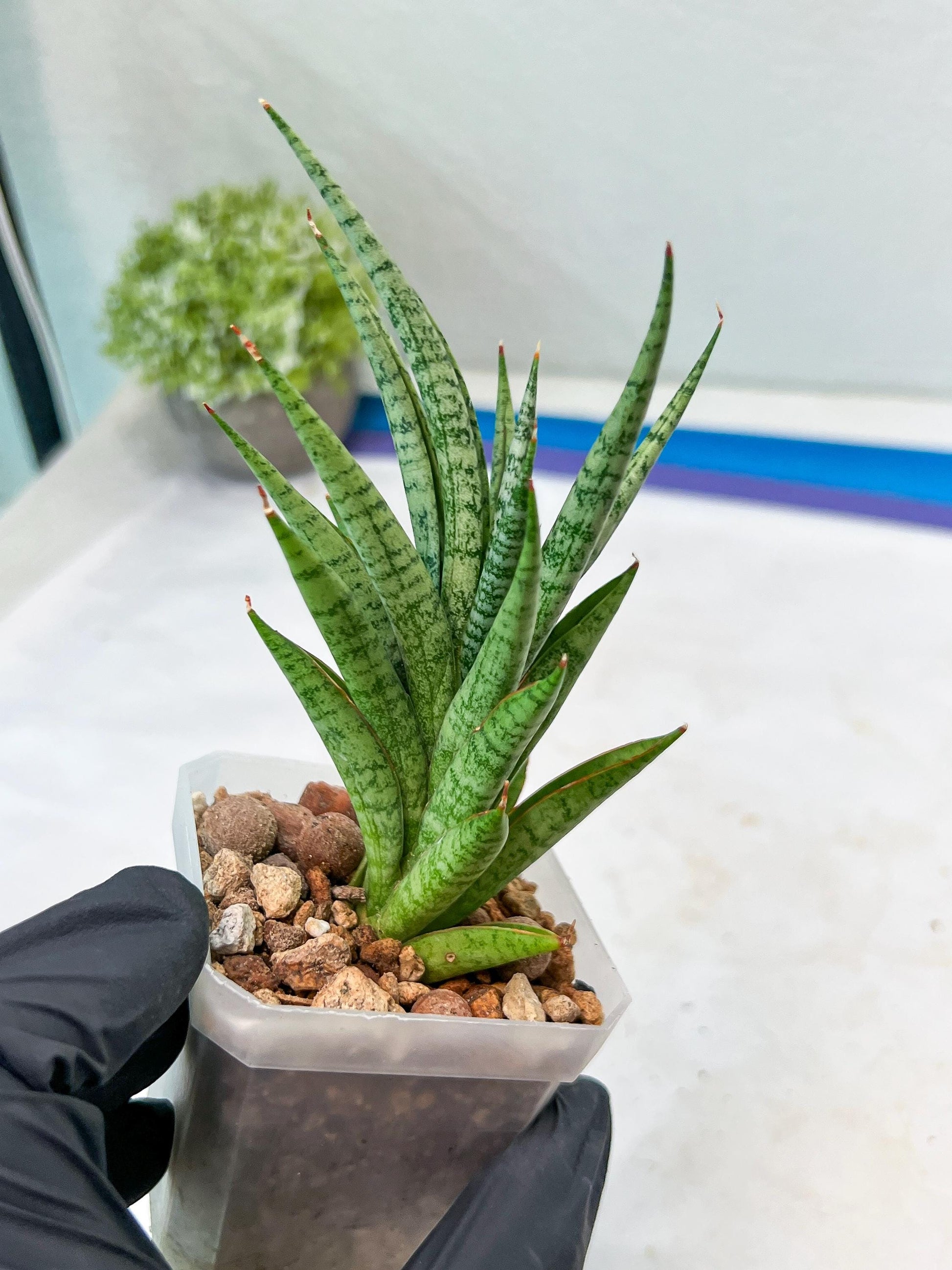 Sansevieria Epine Verte (#AC27) | Rare Exotic Flora