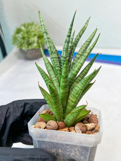 Sansevieria Epine Verte (#AC27) | Rare Exotic Flora