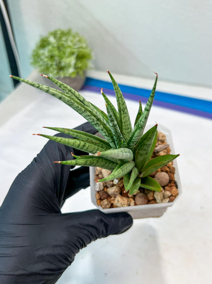 Sansevieria Epine Verte (#AC27) | Rare Exotic Flora