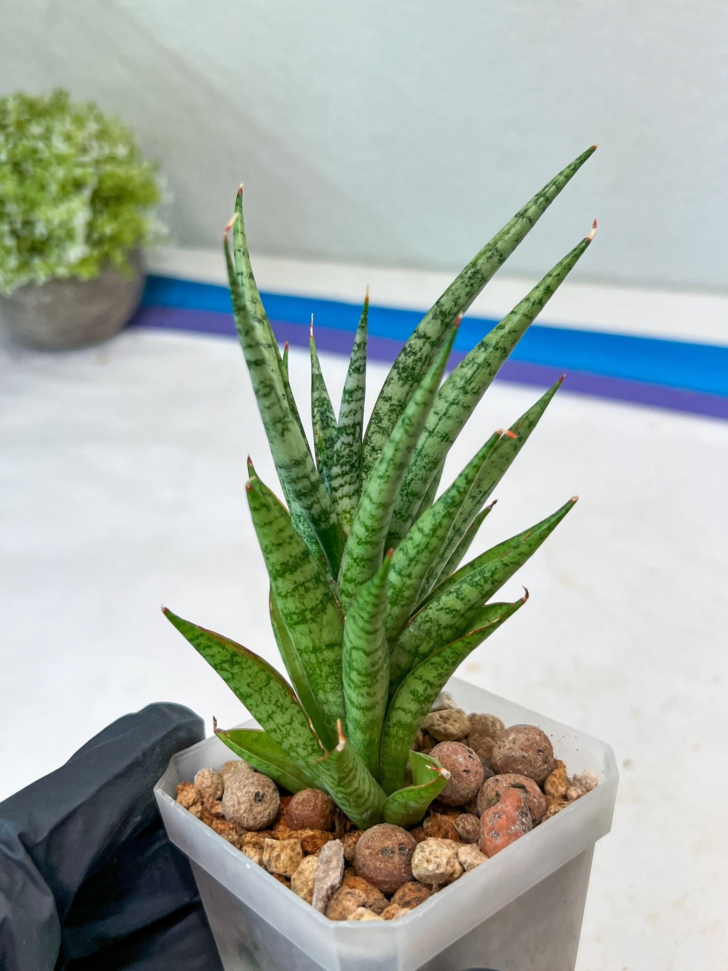 Sansevieria Epine Verte (#AC27) | Rare Exotic Flora