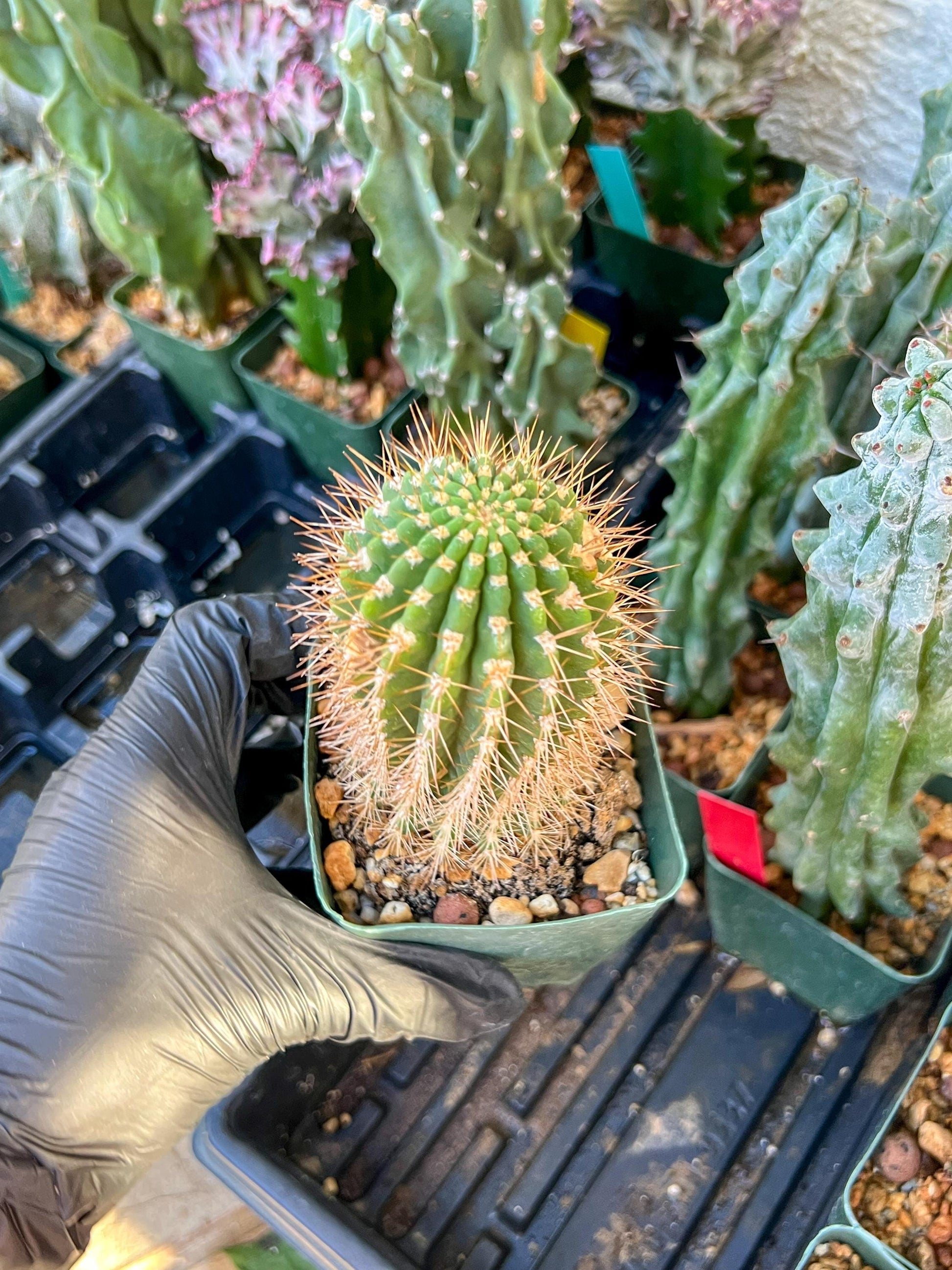 Trichocereus grandiflorus (C2) (G15) | 3.5Pot