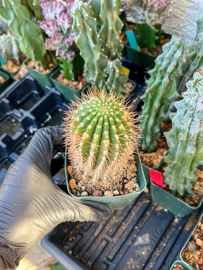 Trichocereus grandiflorus (C2) (G15) | 3.5Pot