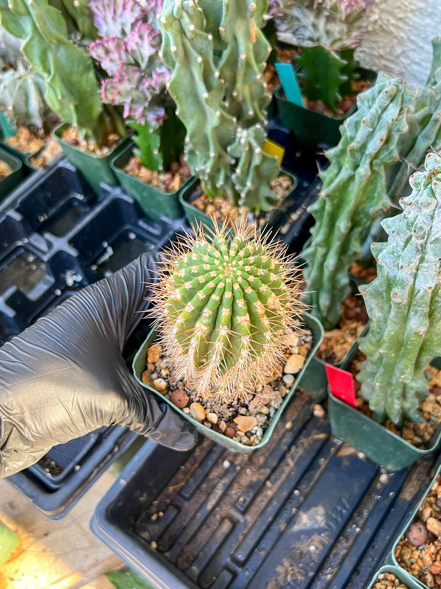 Trichocereus grandiflorus (C2) (G15) | 3.5Pot
