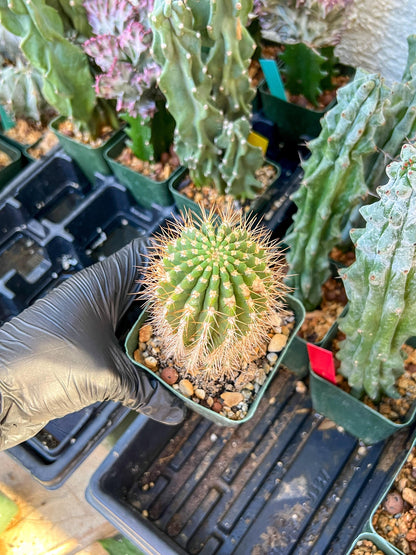 Trichocereus grandiflorus (C2) (G15) | 3.5Pot