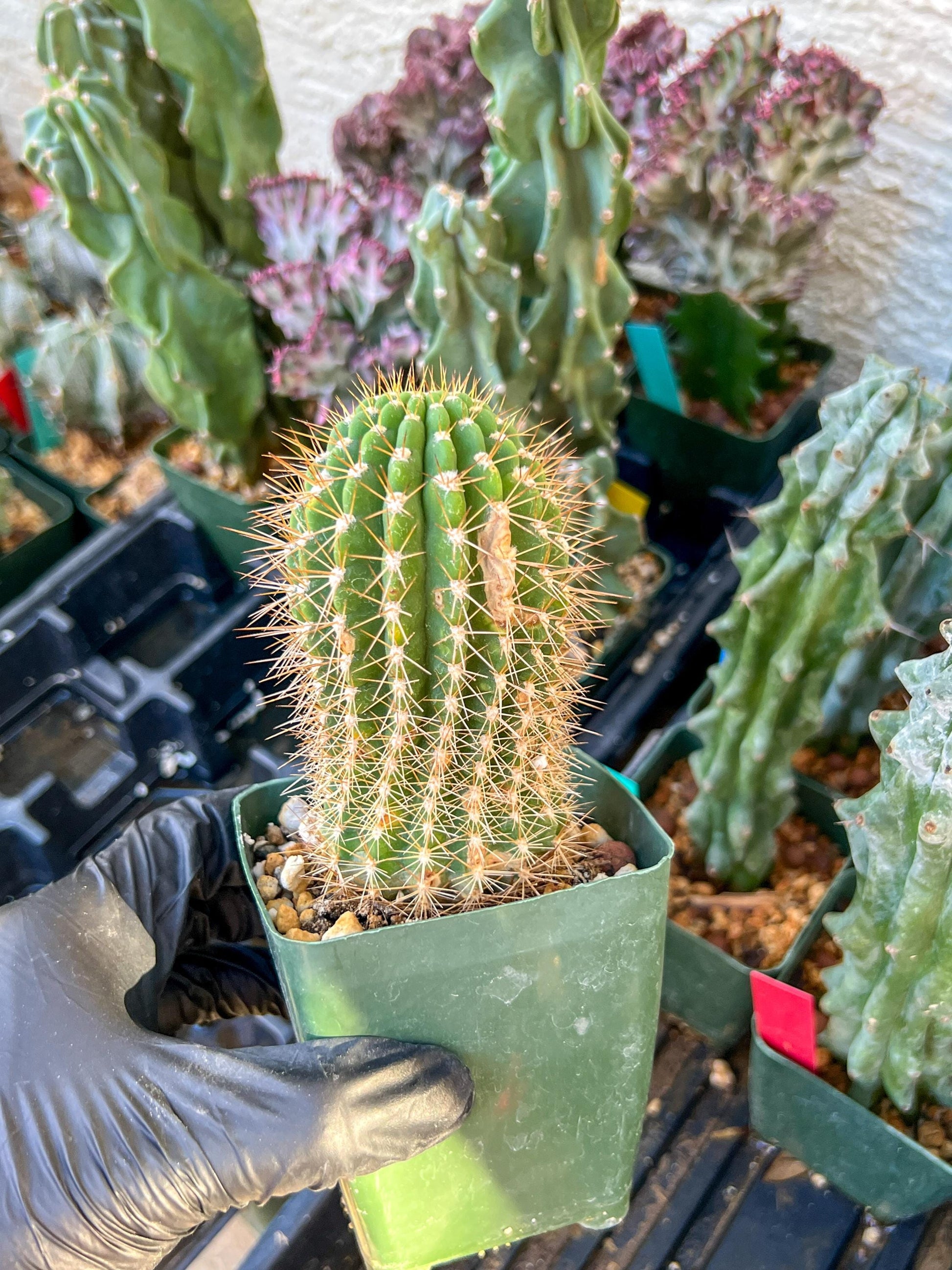 Trichocereus grandiflorus (C2) (G15) | 3.5Pot