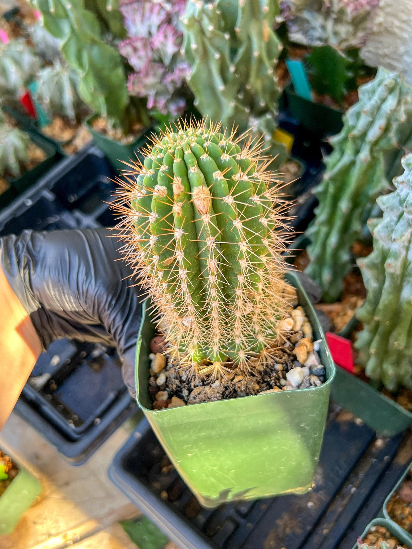Trichocereus grandiflorus (C2) (G15) | 3.5Pot