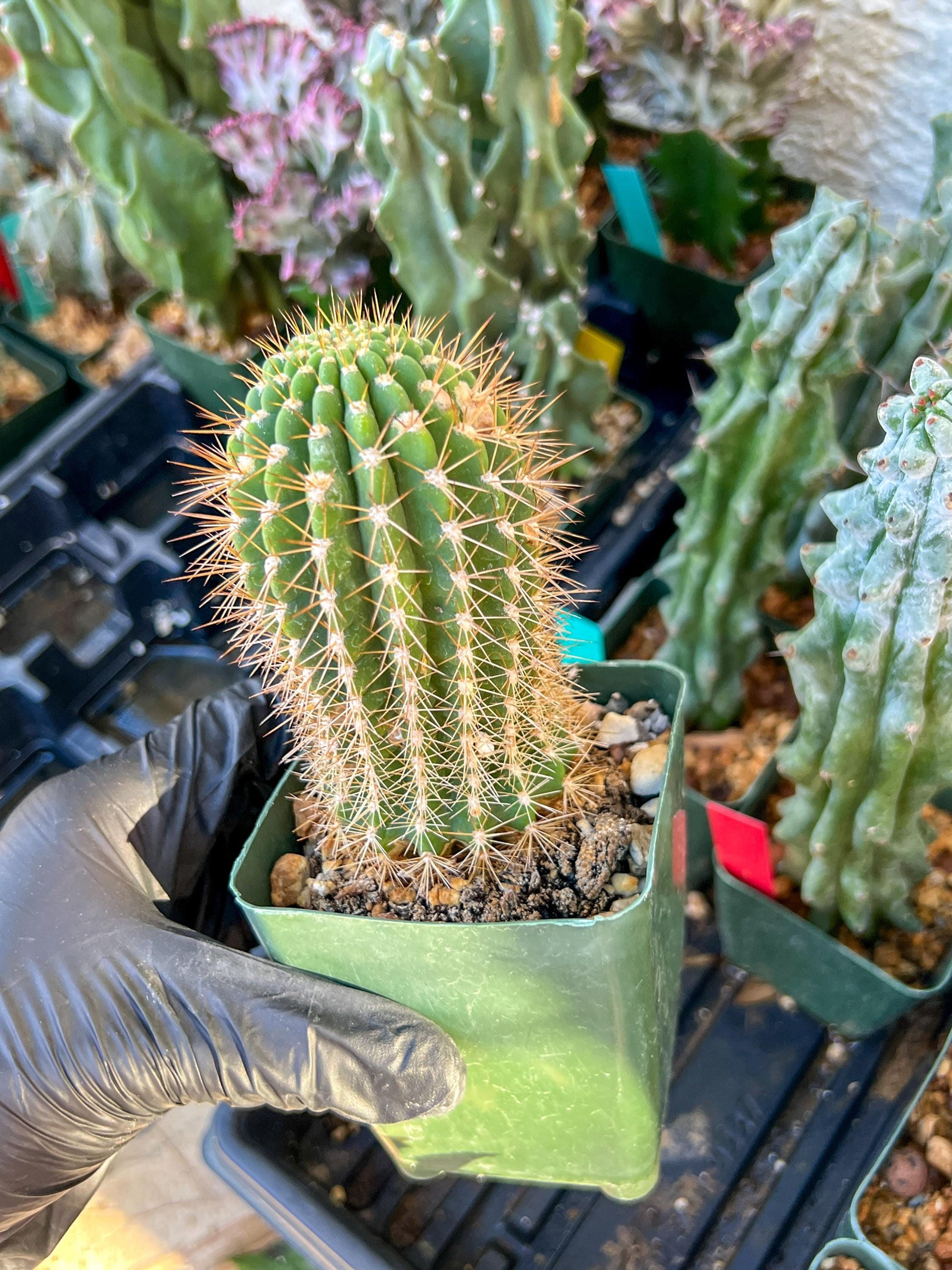 Trichocereus grandiflorus (C2) (G15) | 3.5Pot