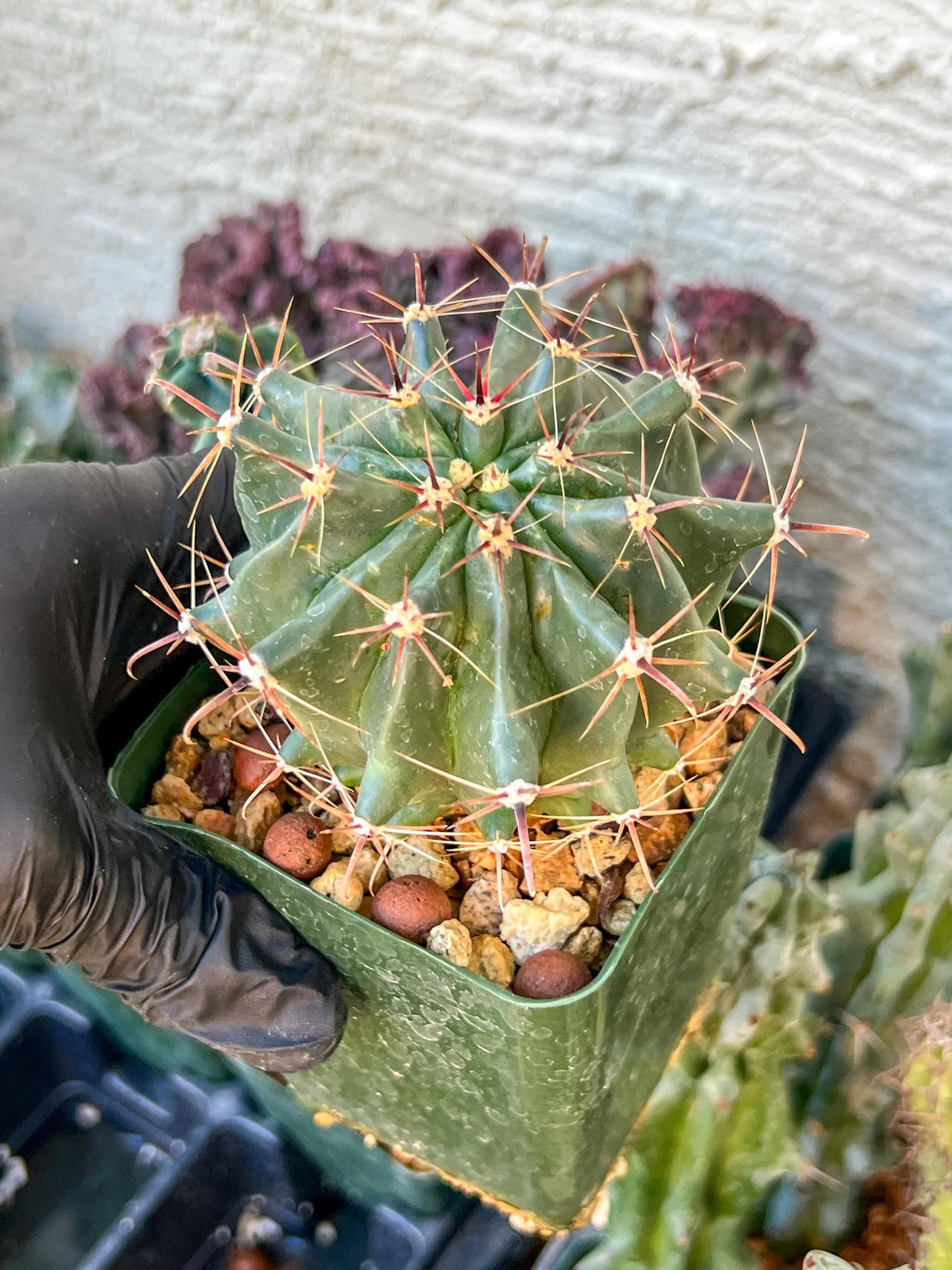 Ferocactus Gracilis Sub Gatesii (C2) (G14) | 3.5Pot