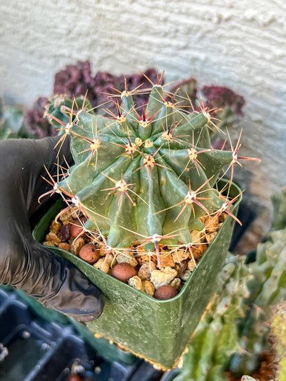 Ferocactus Gracilis Sub Gatesii (C2) (G14) | 3.5Pot