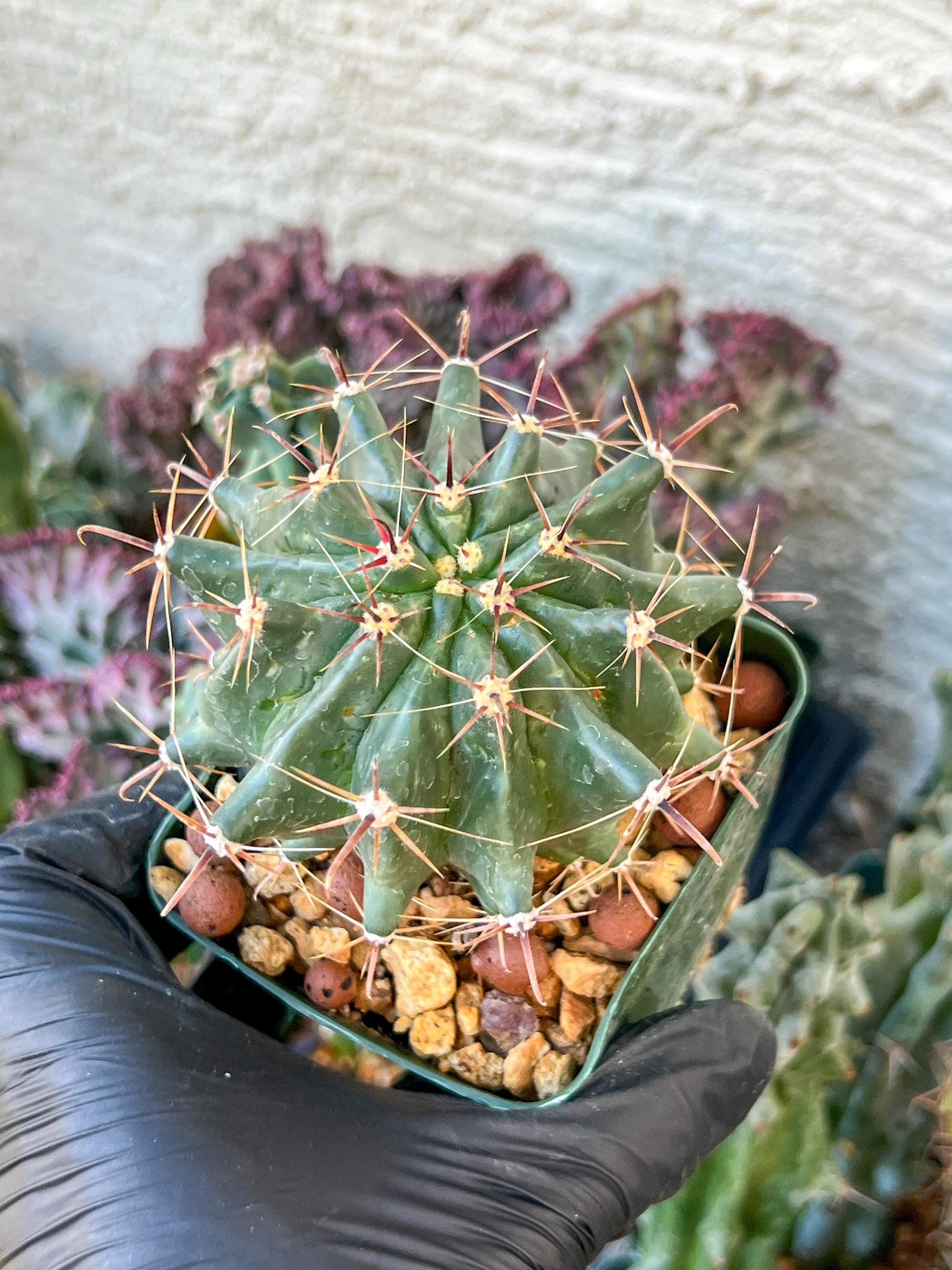 Ferocactus Gracilis Sub Gatesii (C2) (G14) | 3.5Pot