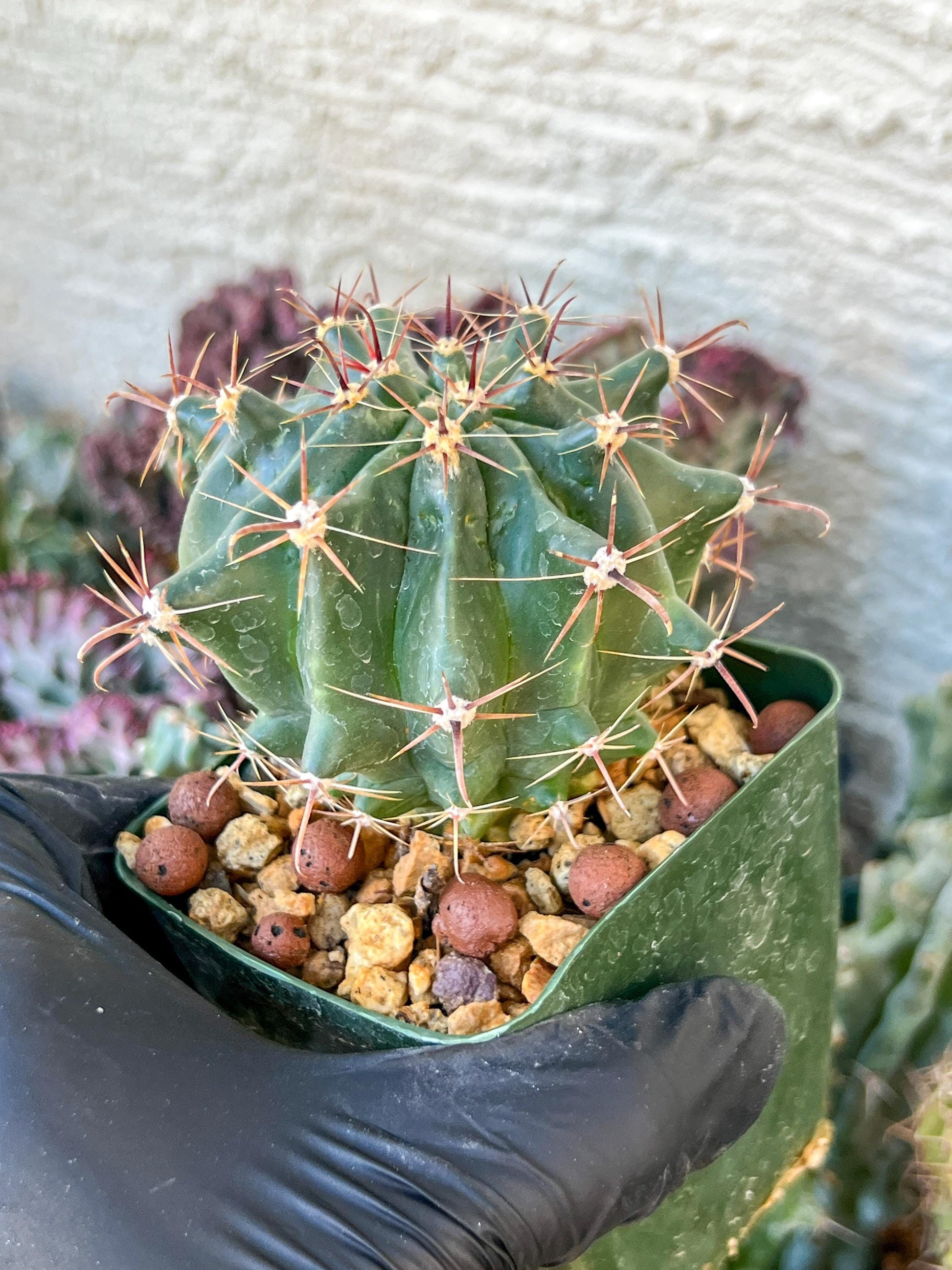 Ferocactus Gracilis Sub Gatesii (C2) (G14) | 3.5Pot