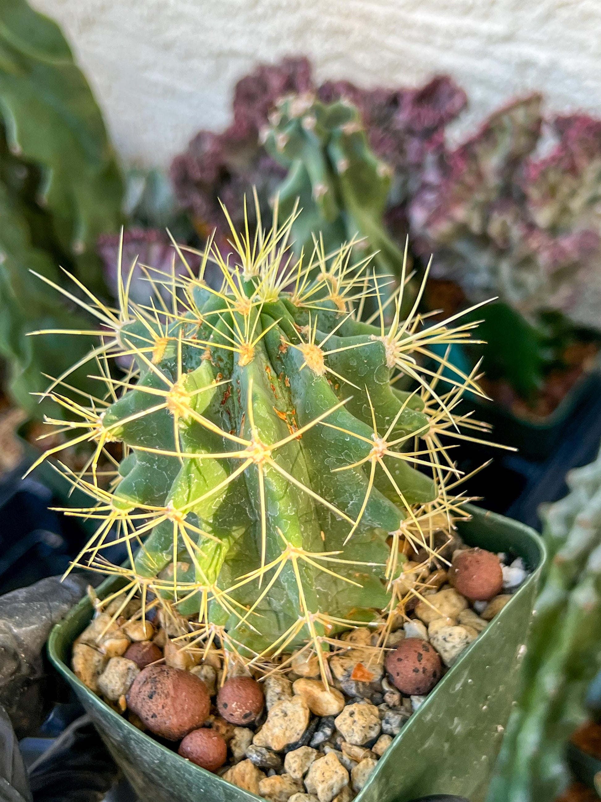 Ferocactus glaucescens (C2) (G13) | 3.5Pot