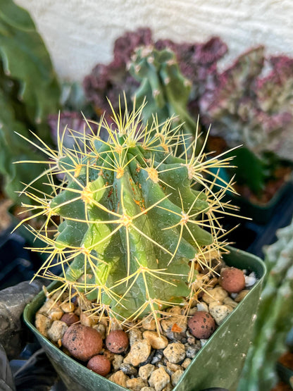 Ferocactus glaucescens (C2) (G13) | 3.5Pot