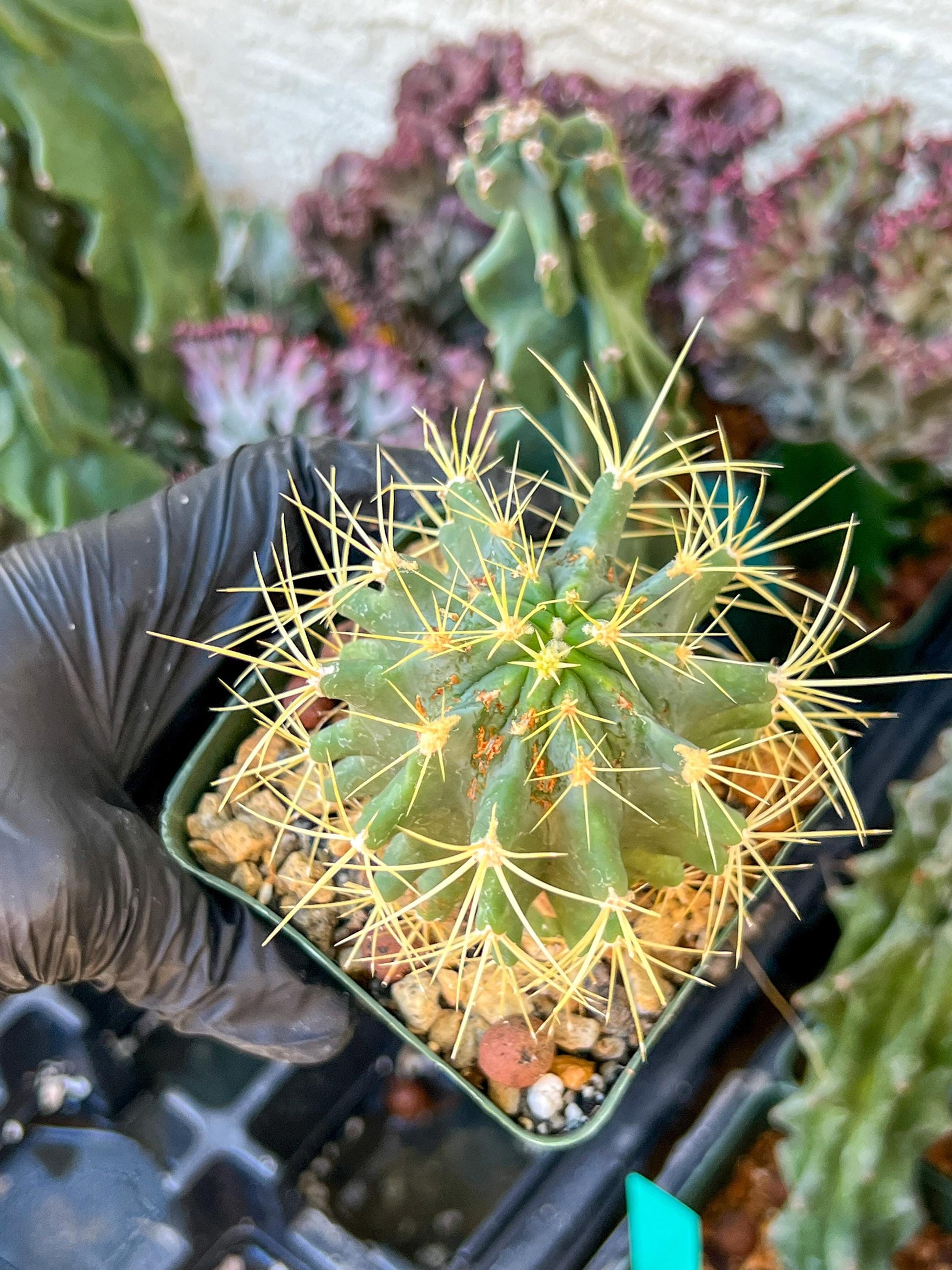 Ferocactus glaucescens (C2) (G13) | 3.5Pot