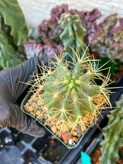 Ferocactus glaucescens (C2) (G13) | 3.5Pot