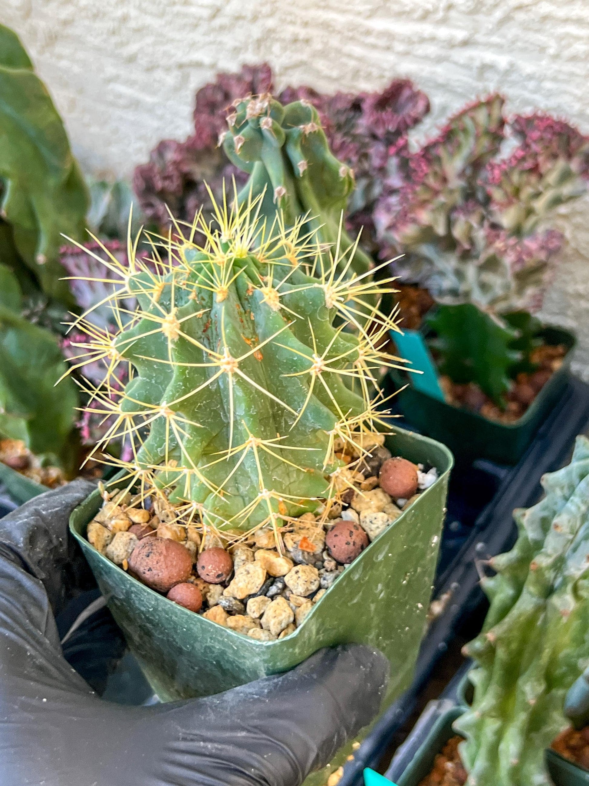 Ferocactus glaucescens (C2) (G13) | 3.5Pot