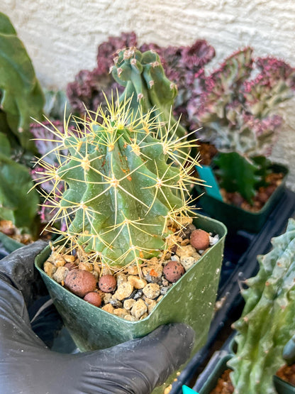 Ferocactus glaucescens (C2) (G13) | 3.5Pot
