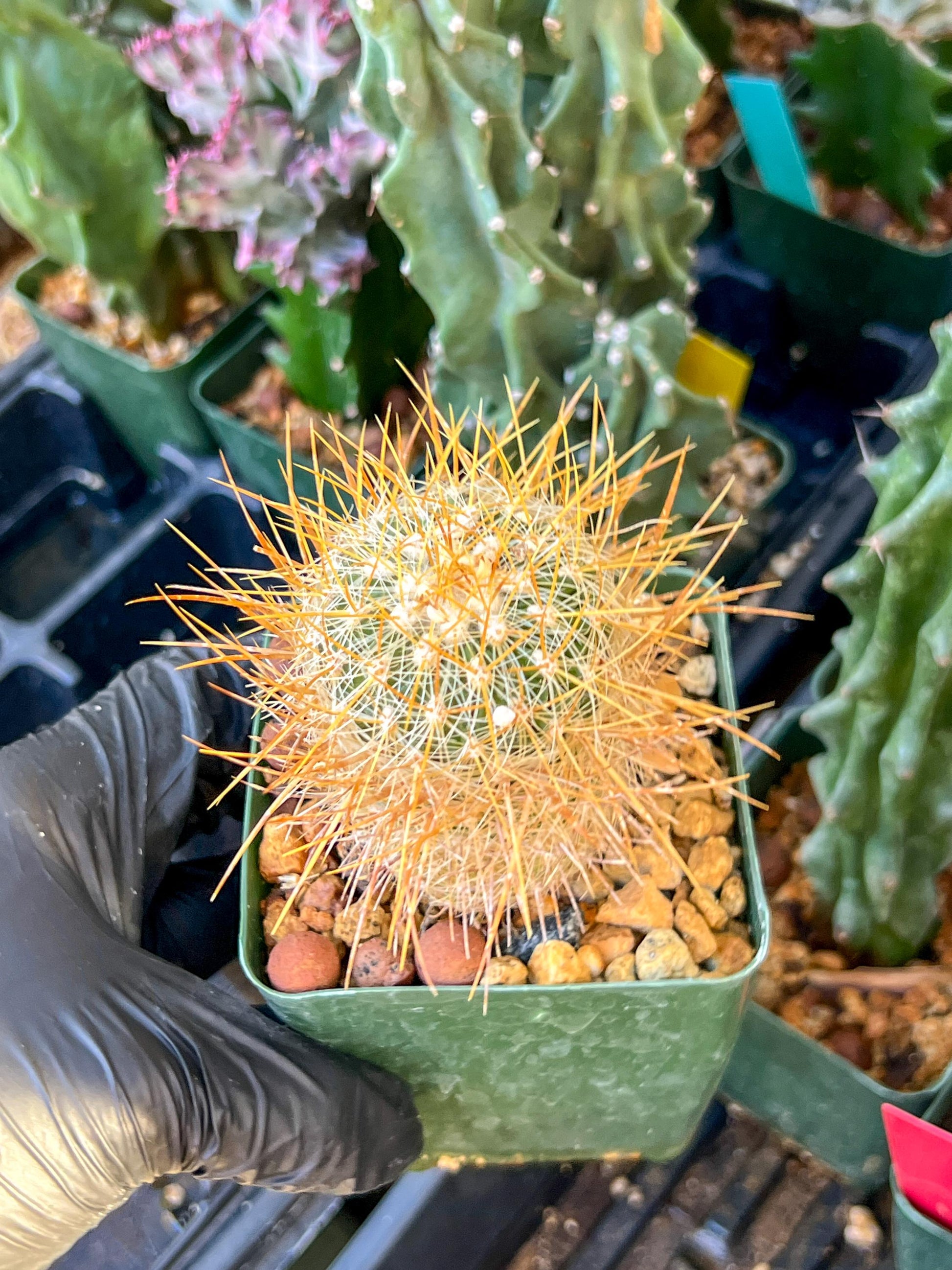Echinofossulocactus Albatus (C2) (G12) | 3.5Pot
