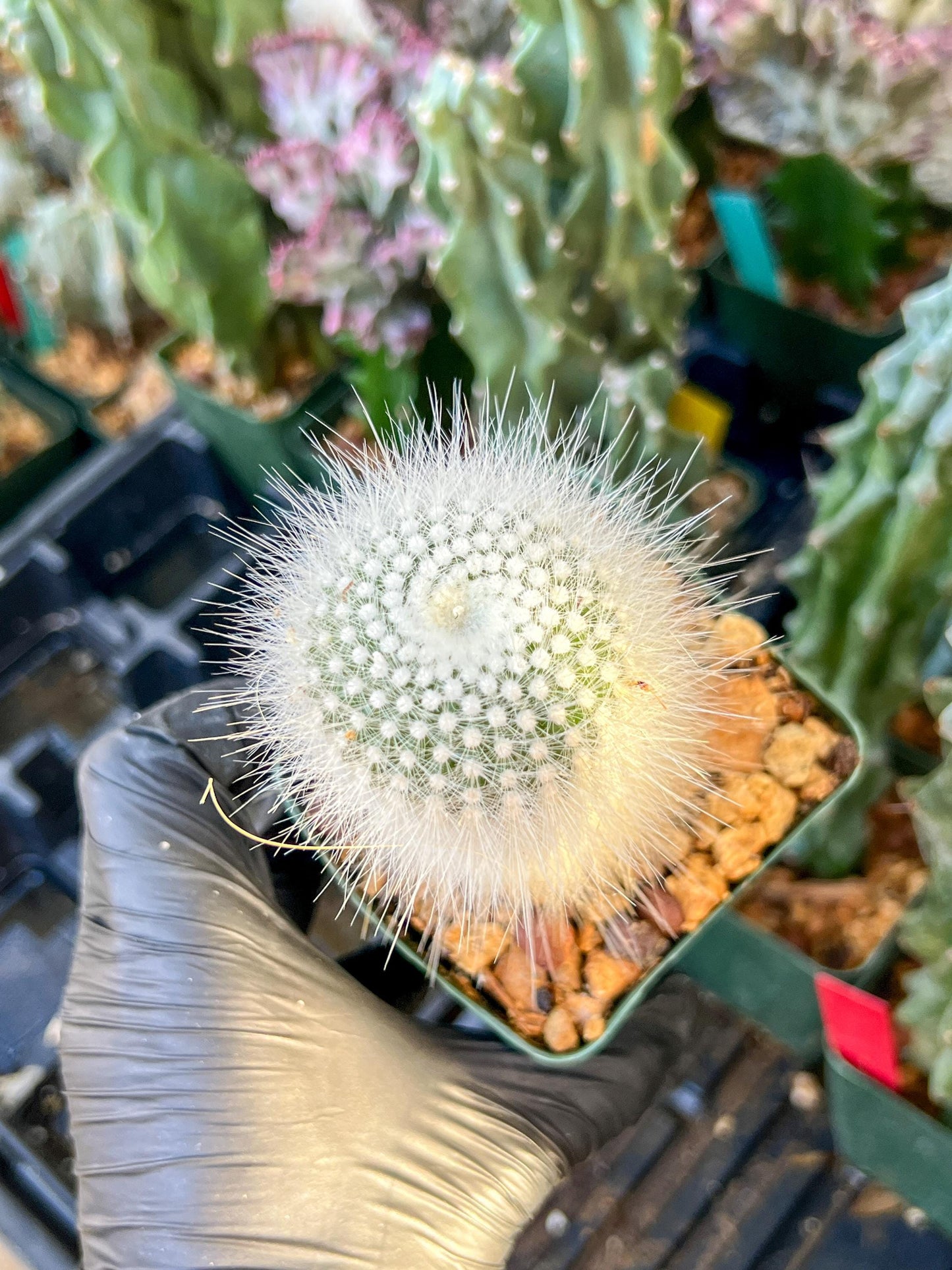 Notocactus rudibuenekeri albissimo (C2) (G11) | 3.5Pot