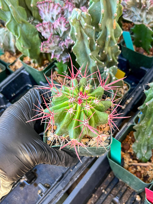 Ferocactus Stainesii Pilosus (C2) (P9) | 3.5Pot