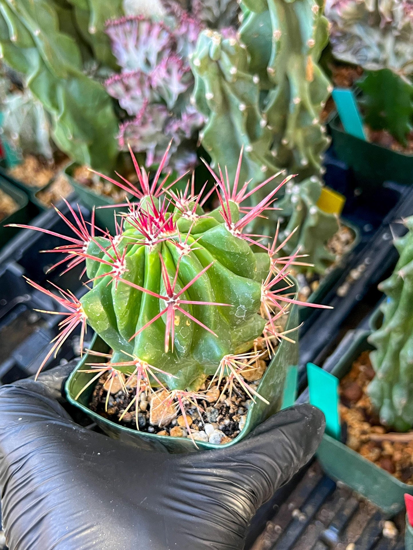 Ferocactus Stainesii Pilosus (C2) (P9) | 3.5Pot