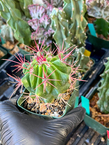Ferocactus Stainesii Pilosus (C2) (P9) | 3.5Pot
