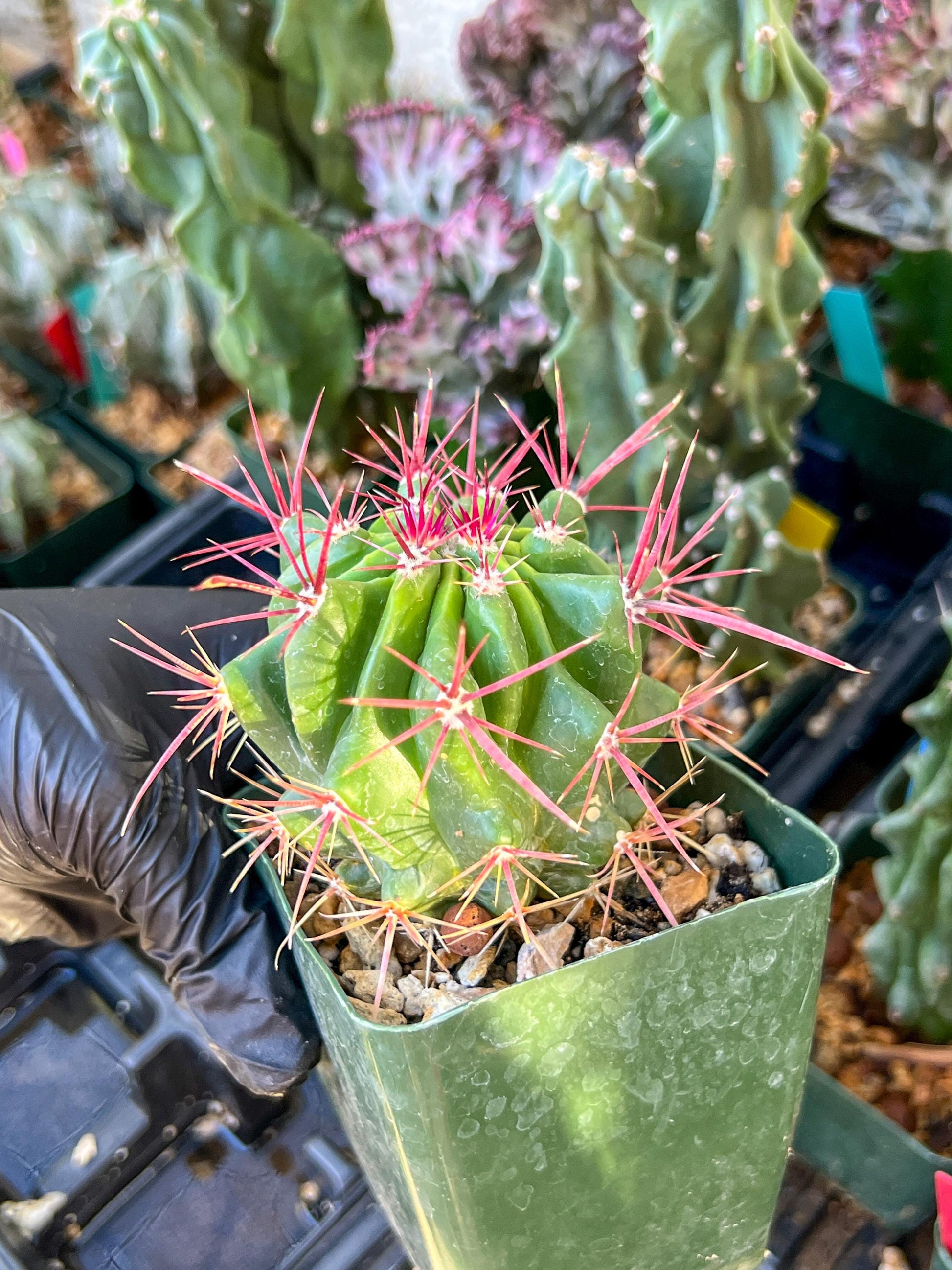 Ferocactus Stainesii Pilosus (C2) (P9) | 3.5Pot