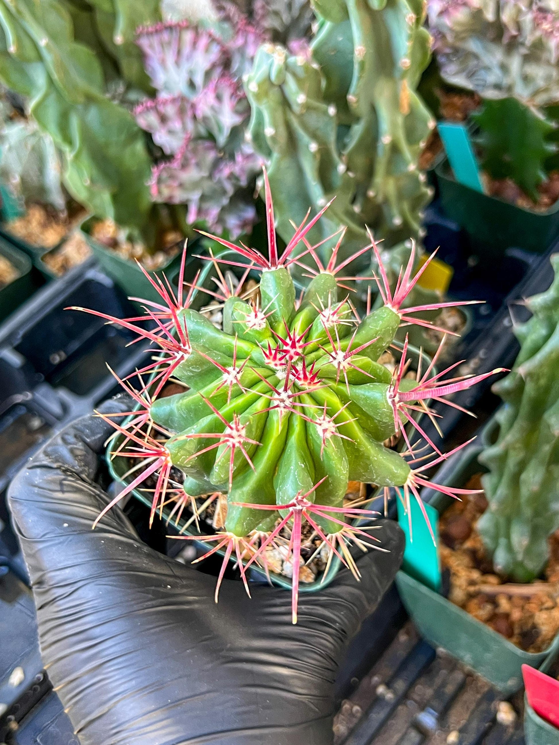 Ferocactus Stainesii Pilosus (C2) (P9) | 3.5Pot