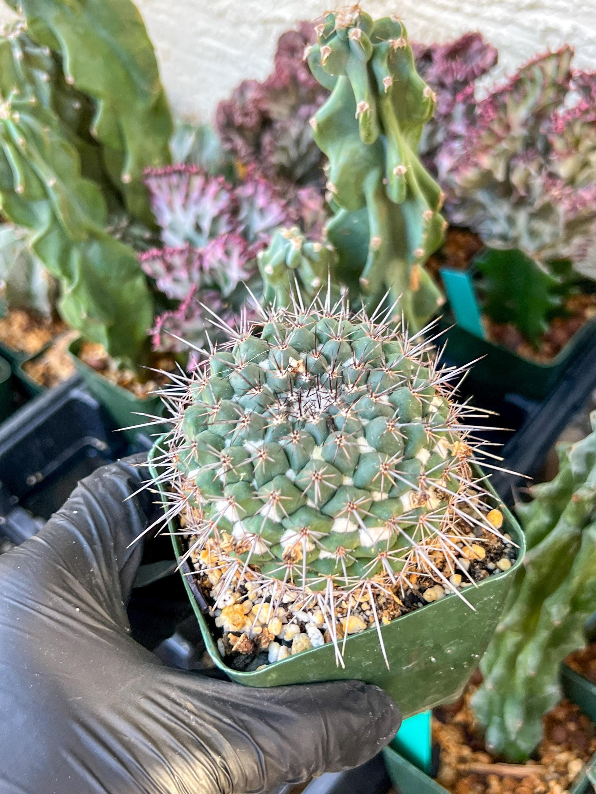 Mammilaria Hertichiana (C2) (P8) | 3.5Pot