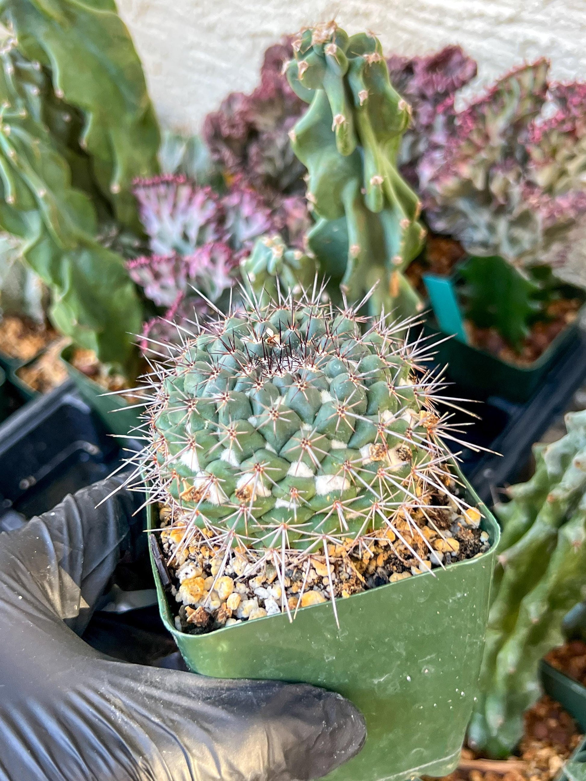Mammilaria Hertichiana (C2) (P8) | 3.5Pot