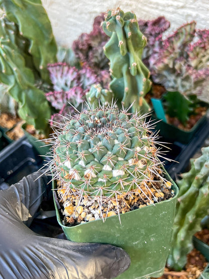 Mammilaria Hertichiana (C2) (P8) | 3.5Pot