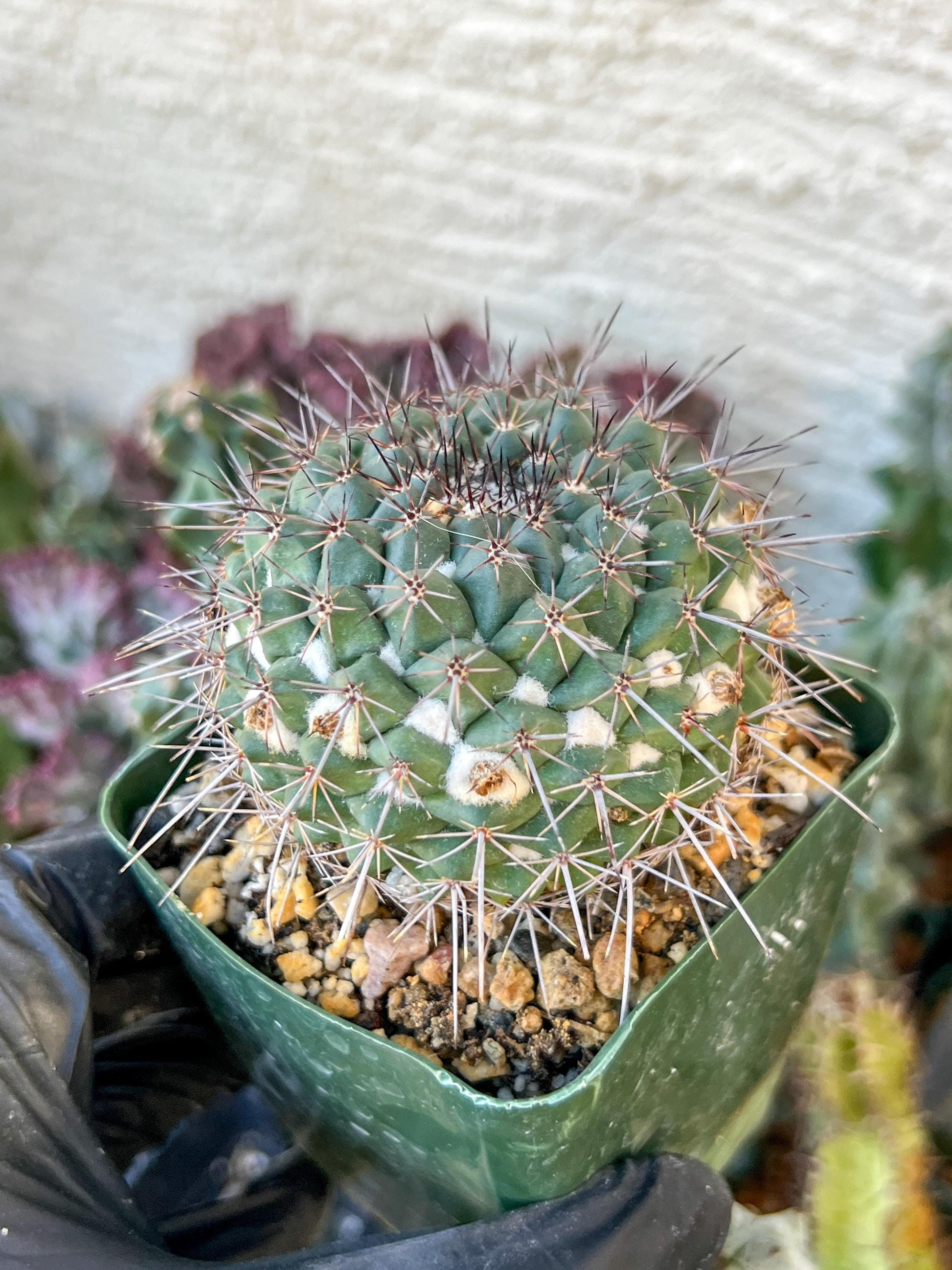 Mammilaria Hertichiana (C2) (P8) | 3.5Pot