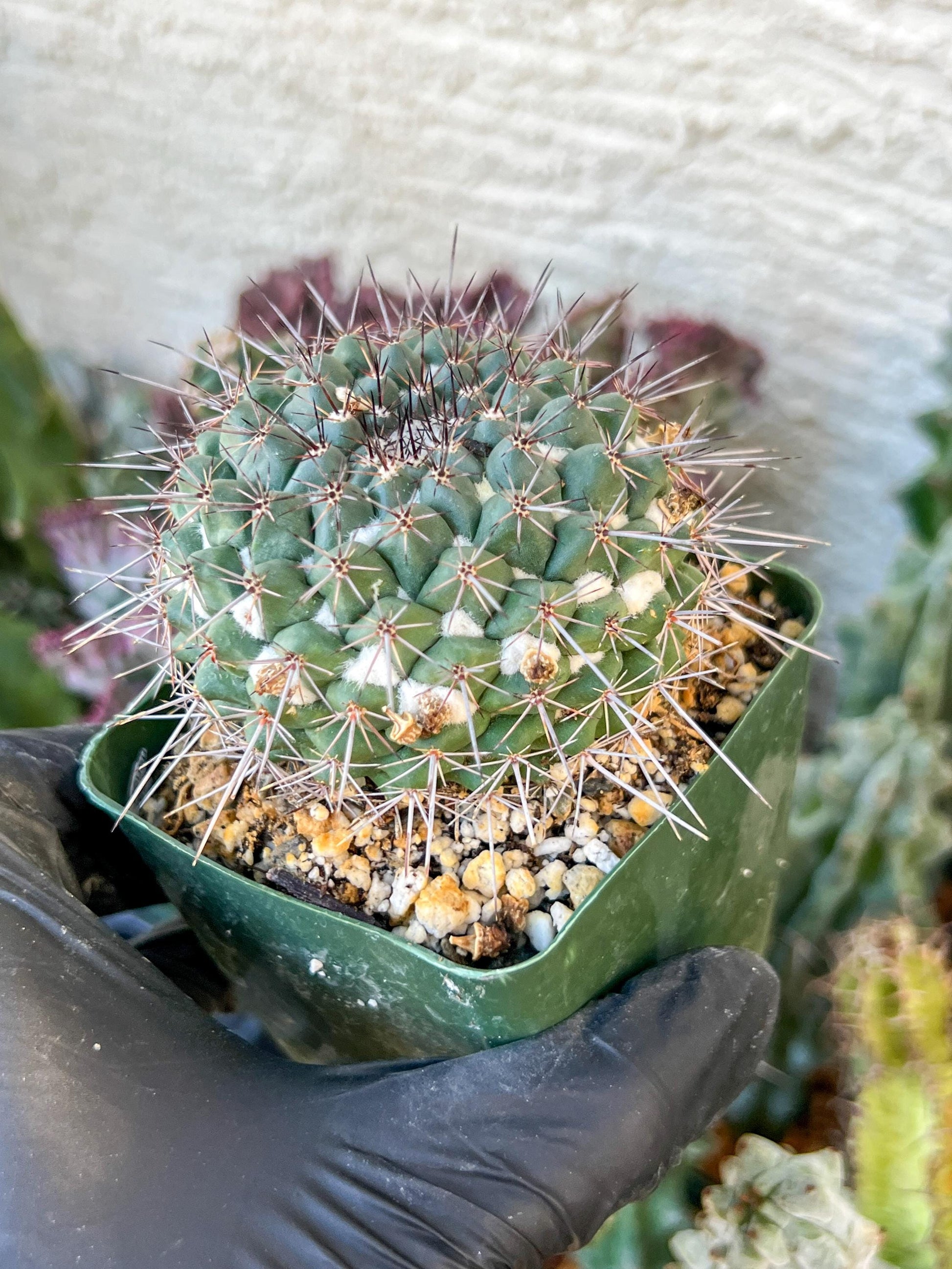 Mammilaria Hertichiana (C2) (P8) | 3.5Pot