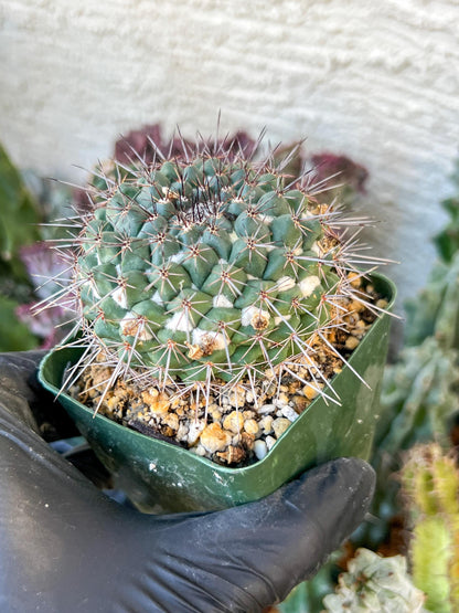 Mammilaria Hertichiana (C2) (P8) | 3.5Pot
