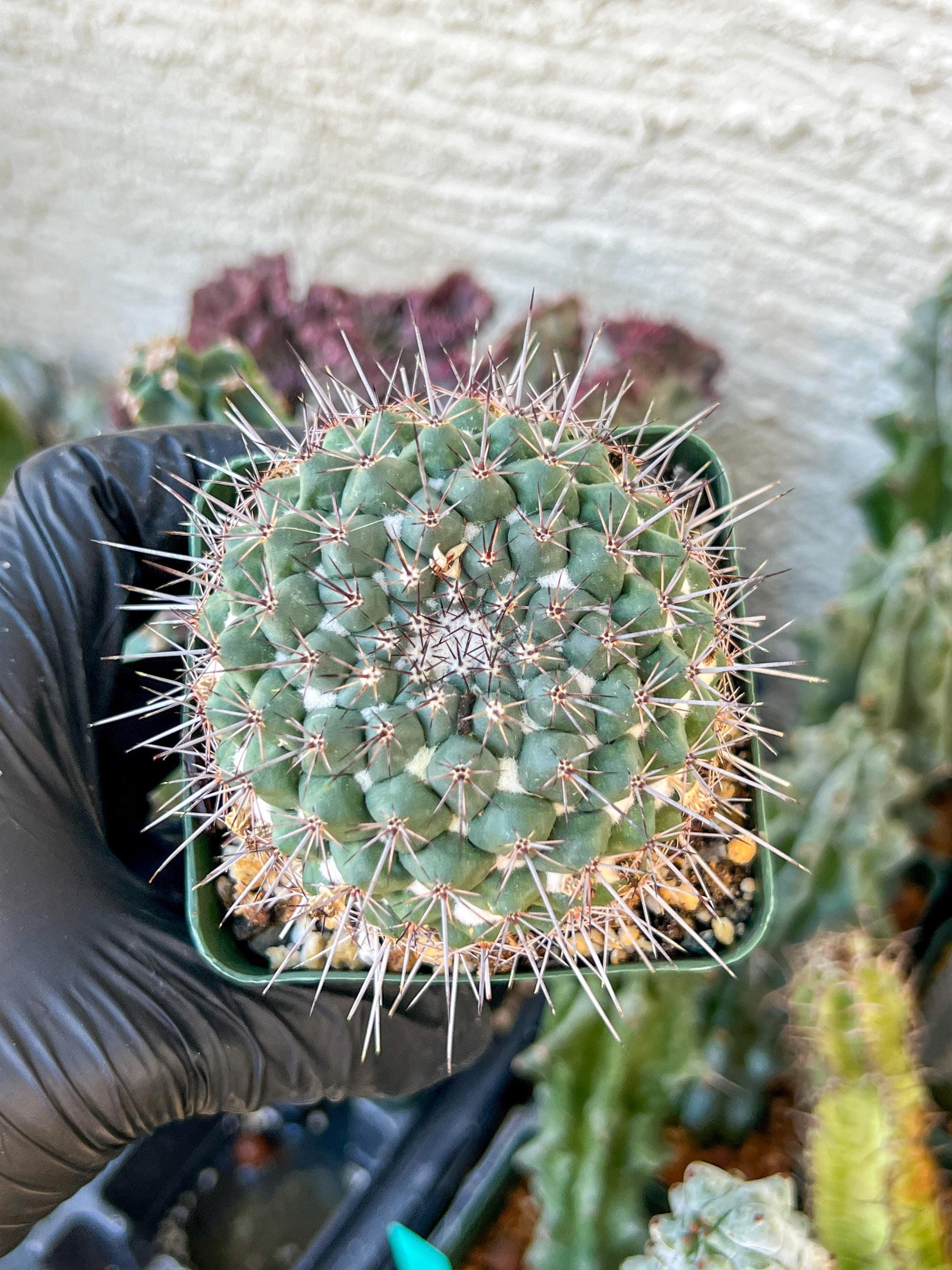 Mammilaria Hertichiana (C2) (P8) | 3.5Pot