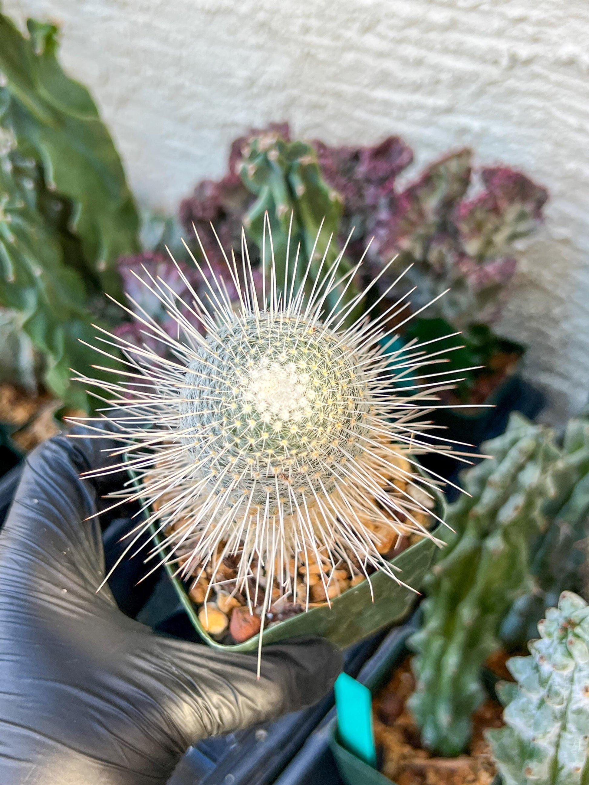 Mammillaria Geminispina (C2) (P7) | 3.5Pot