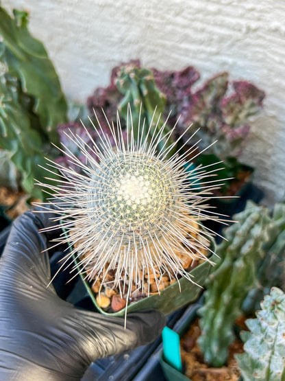 Mammillaria Geminispina (C2) (P7) | 3.5Pot