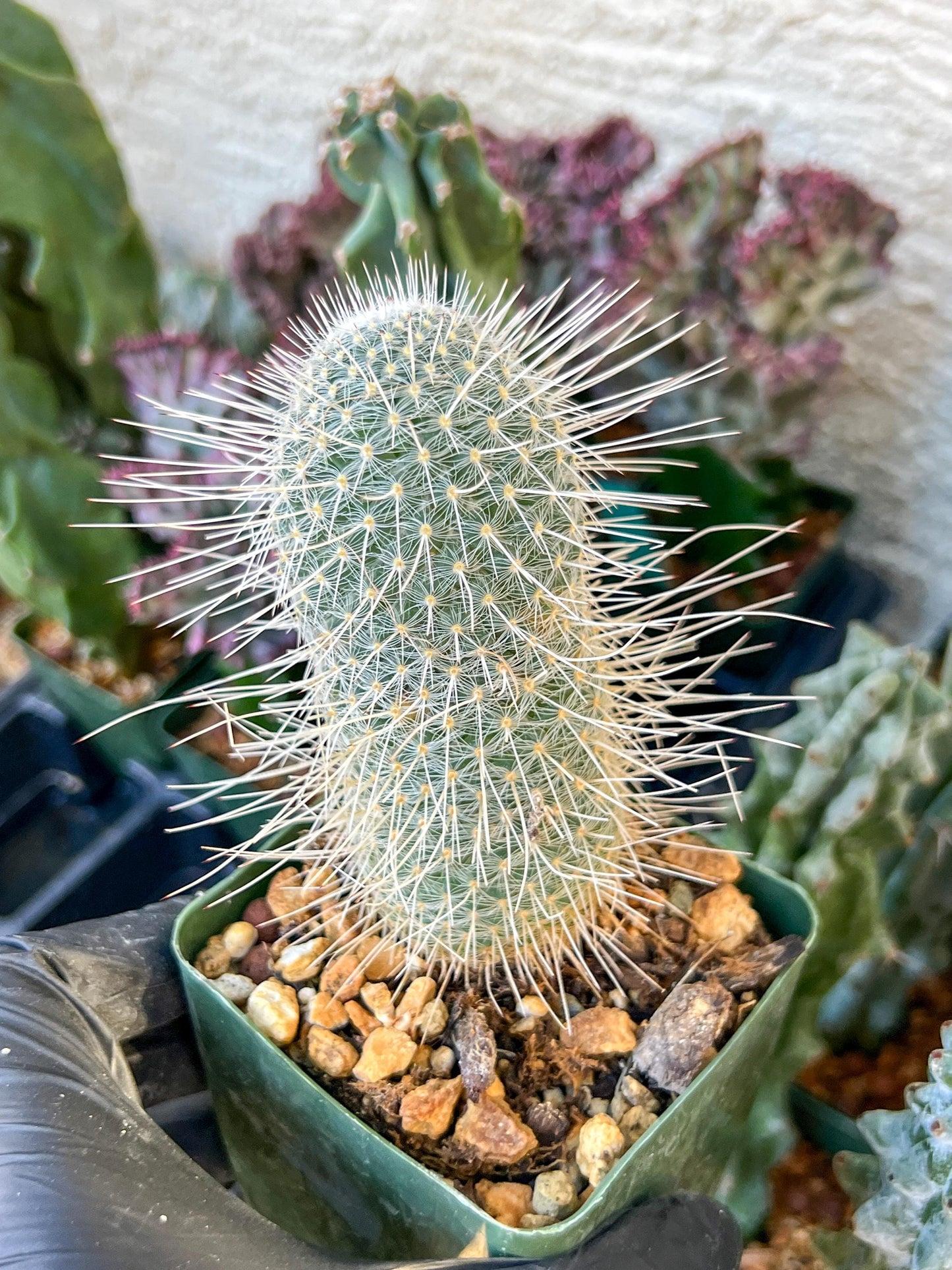Mammillaria Geminispina (C2) (P7) | 3.5Pot