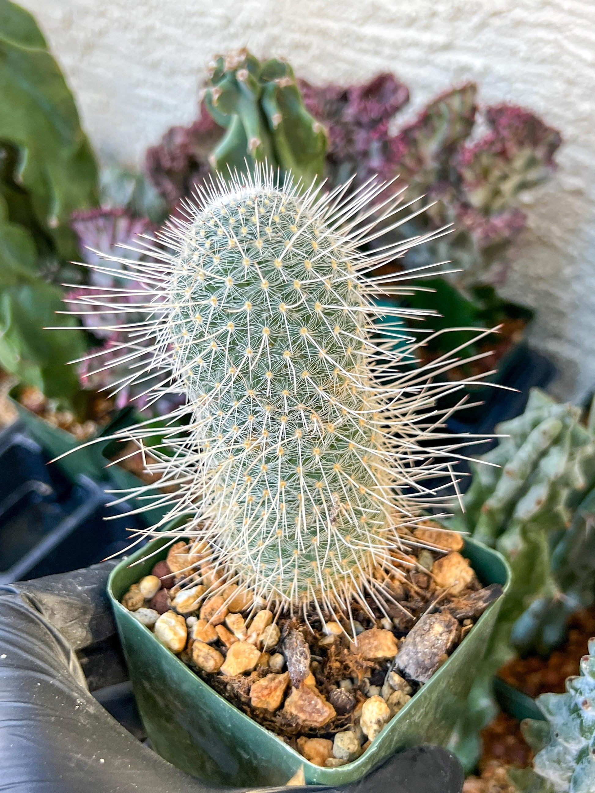 Mammillaria Geminispina (C2) (P7) | 3.5Pot